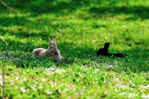 Rabbits lie in the spring meadow and enjoy the sun in spring time © Himmelreich Photo