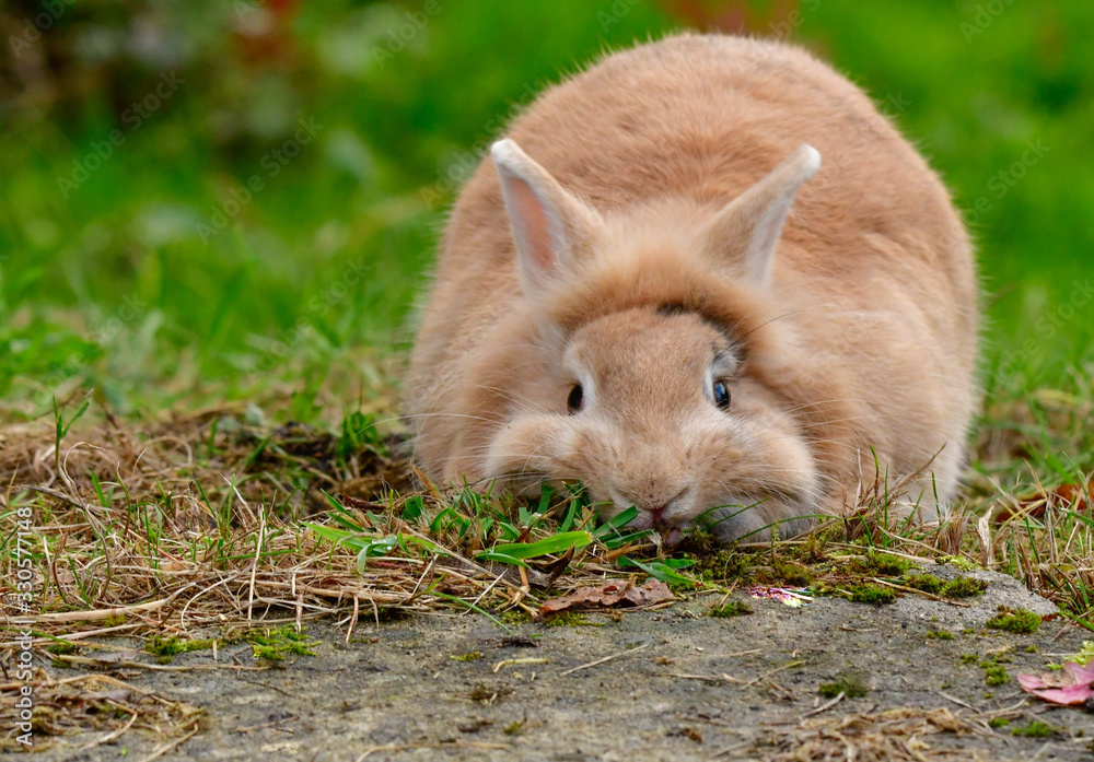 Cute lion's head rabbit eats grass and tears roots out Cute lion's head rabbit eats grass and tears roots out