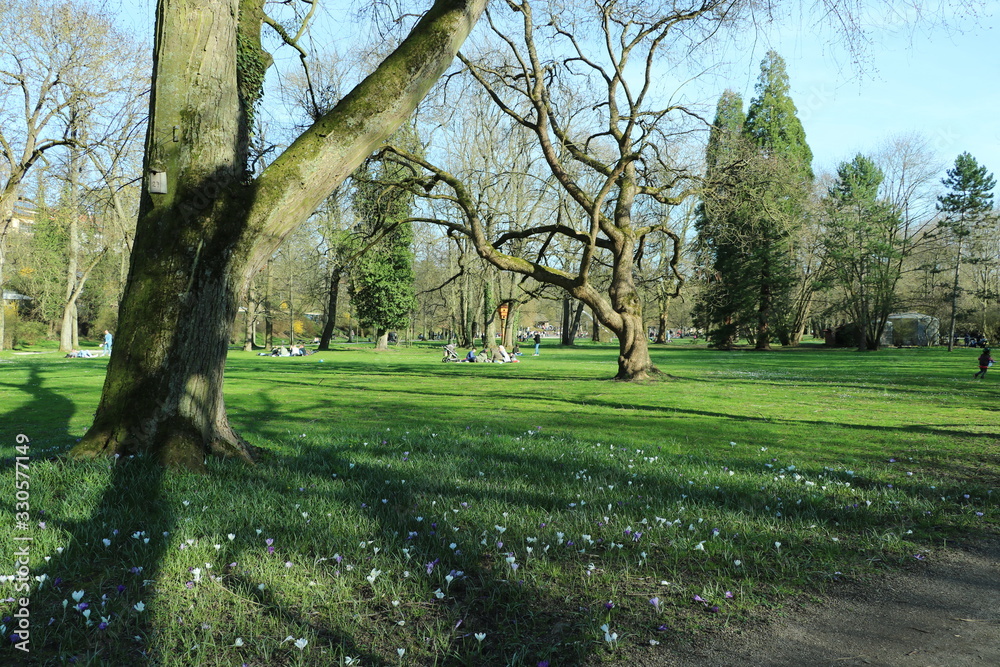 the first spring came and the trees bloomed, everywhere green, fresh air, nature the first spring came and the trees bloomed, everywhere green, fresh air, nature