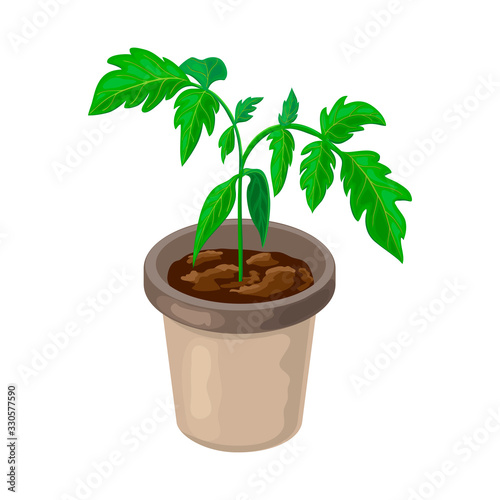 tomato plant in pot isolated. healthy young tomato seedlings potted. Vector realistic illustration of tomato sprout and growing process in fertile soil. green shoos. springtime gardening or farming.