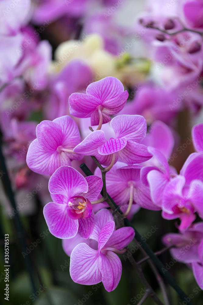 Close up of  beauty pink orchid flower