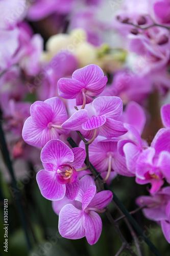 Close up of  beauty pink orchid flower