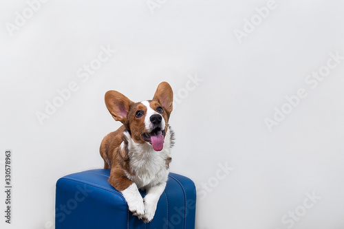 a Corgi puppy on a blue chair against a white wall