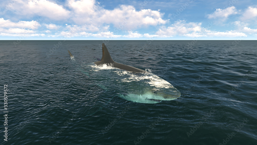 Fototapeta premium Great white shark in the atlantic ocean. 