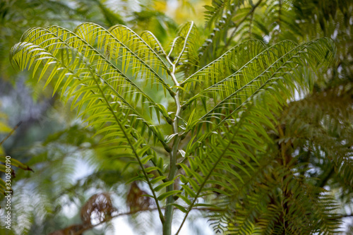 The giant tree fern of New Zealand. The fern symbolizes new life, growth, strength and peace and is used as a symbol of New Zealand flora and tourism. photo