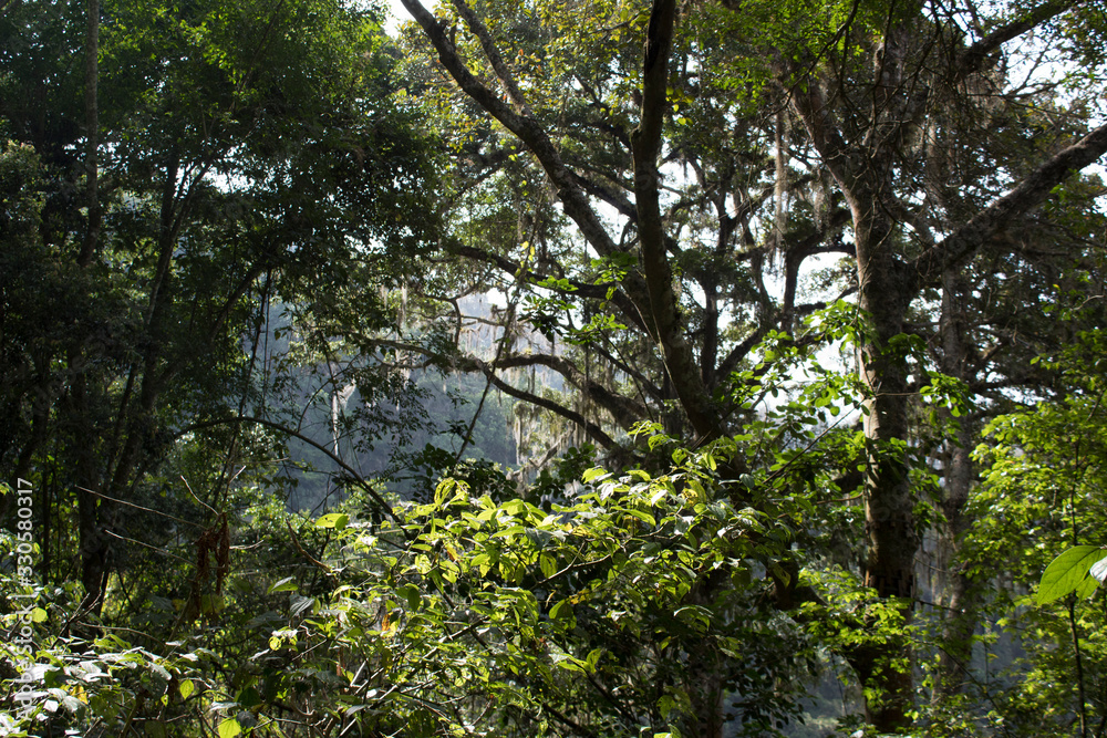 Fotografie Vegetation in the tropical forest