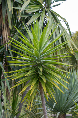 Three branches of a Dragon tree also known as Dracaena draco or Drago