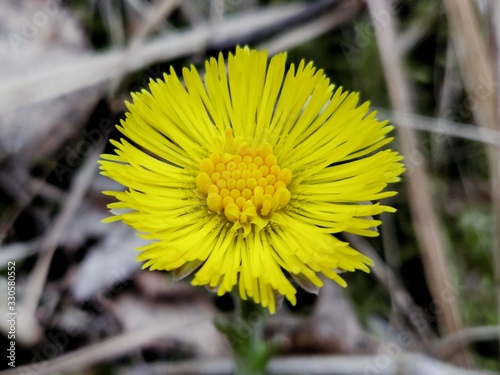 Obraz na plátne Magic spring yellow flower - coltsfoot