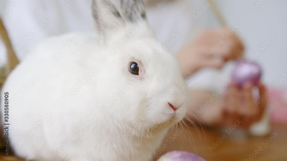 Extreme close up shot of adorable white bunny twitching its nose and looking at camera while sitting on table. Hands of unrecognizable woman decorating Easter egg in background Extreme close up shot of adorable white bunny twitching its nose and looking at camera while sitting on table. Hands of unrecognizable woman decorating Easter egg in background