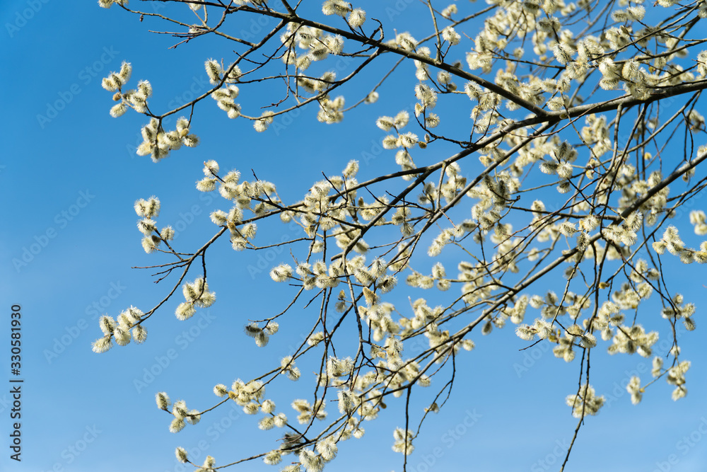 First willow catkins of the year isolated with blue sky First willow catkins of the year isolated with blue sky