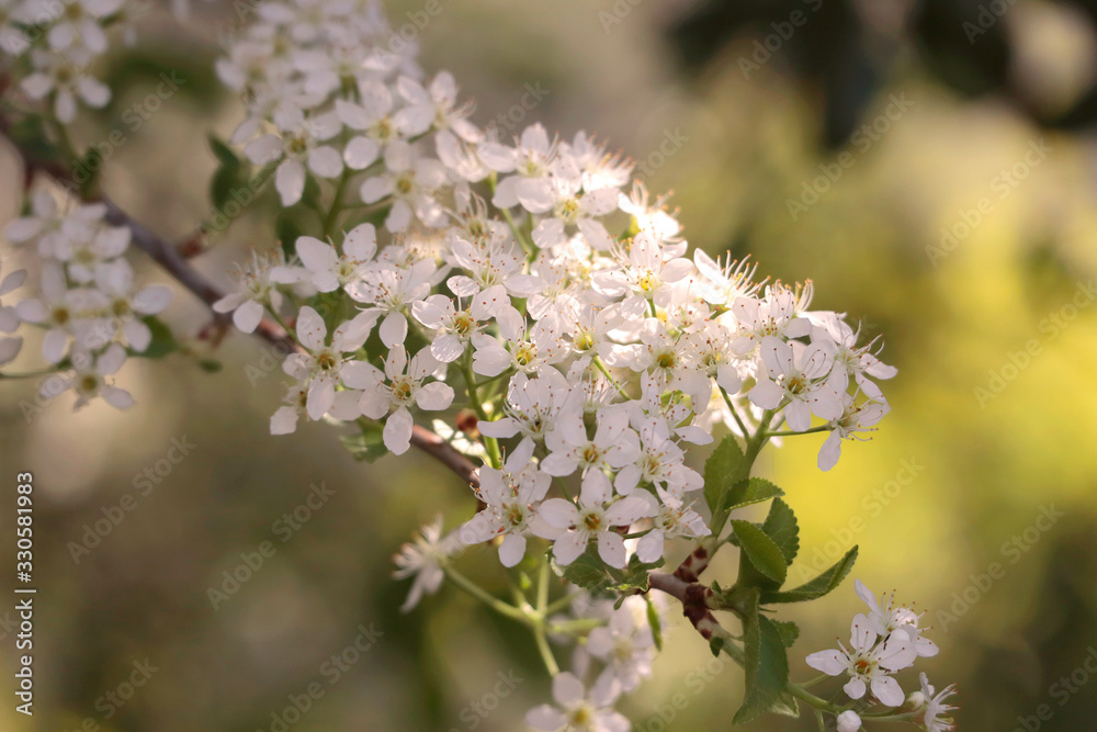 Plant with white flowers Plant with white flowers