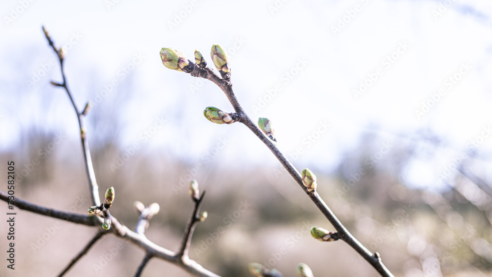 little buds on a tree in spring little buds on a tree in spring