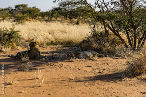 Lions in Namibia, Africa. Located southeast of Omaruru. African wildlife.  photo