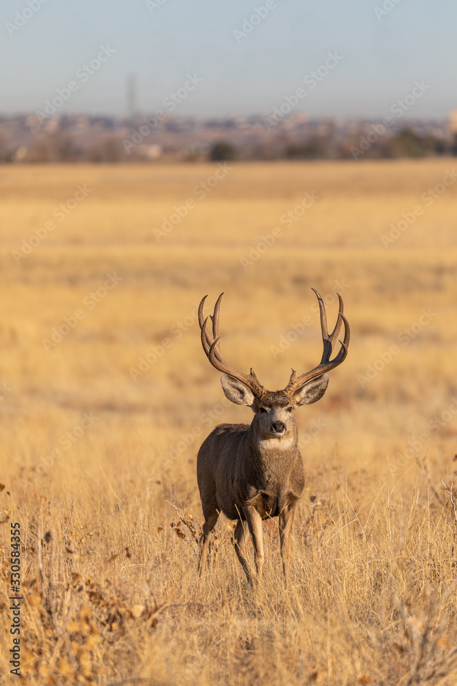 Mule Deer Buck in Colorado During the Rut in Autumn Mule Deer Buck in Colorado During the Rut in Autumn