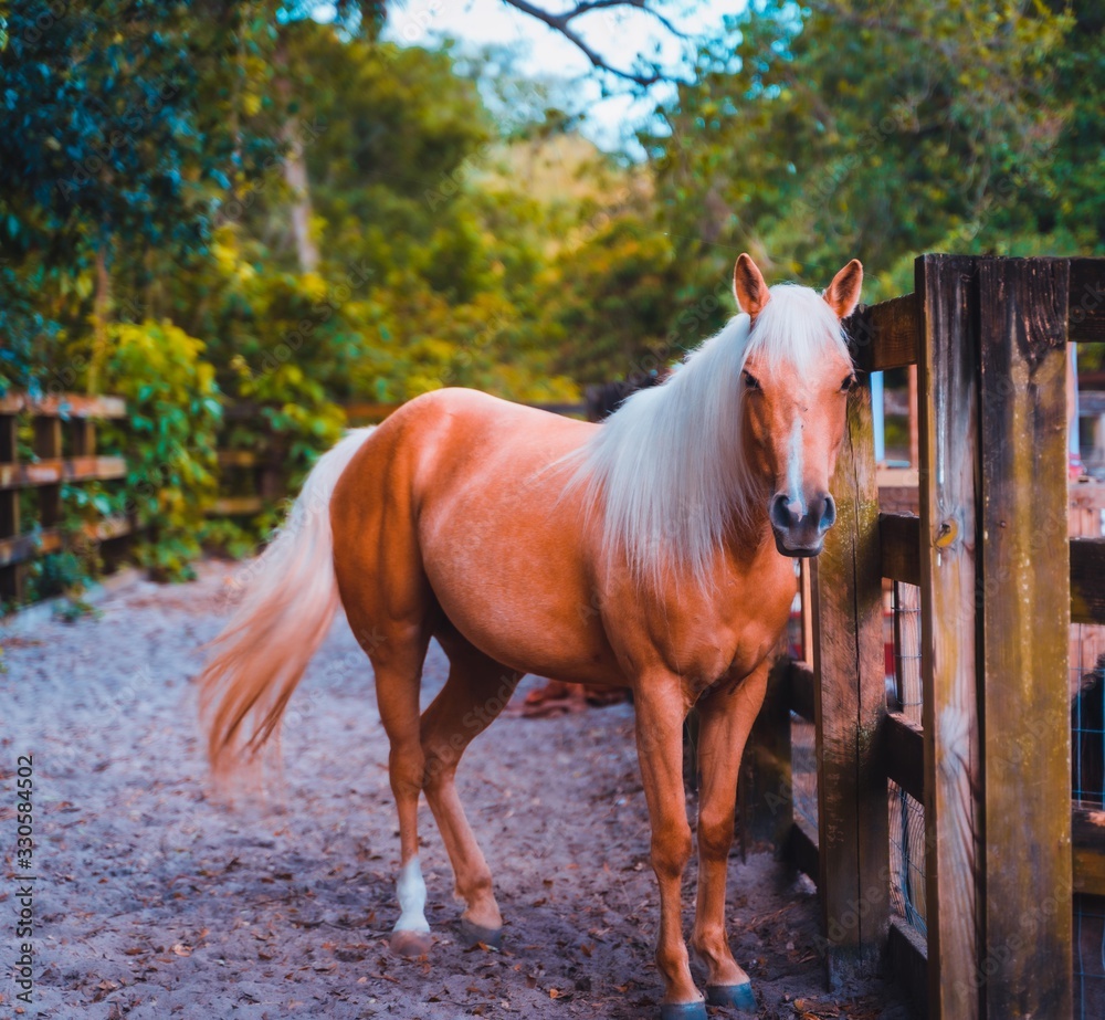 Obraz premium horse animal brown color nature mare mammal field mane summer beautiful green florida
