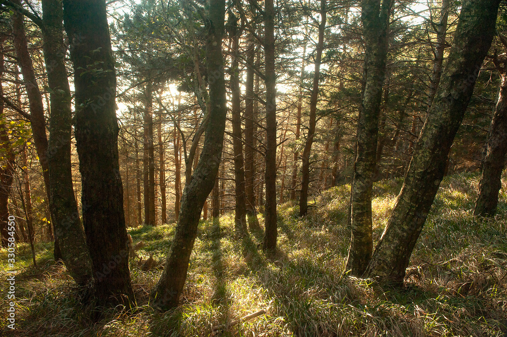 Naklejka premium the golden sunset light, passes through the branches and the trees of the Tuscan hills