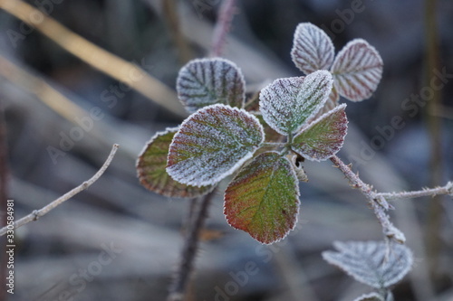 frost on leaves © Stephanie