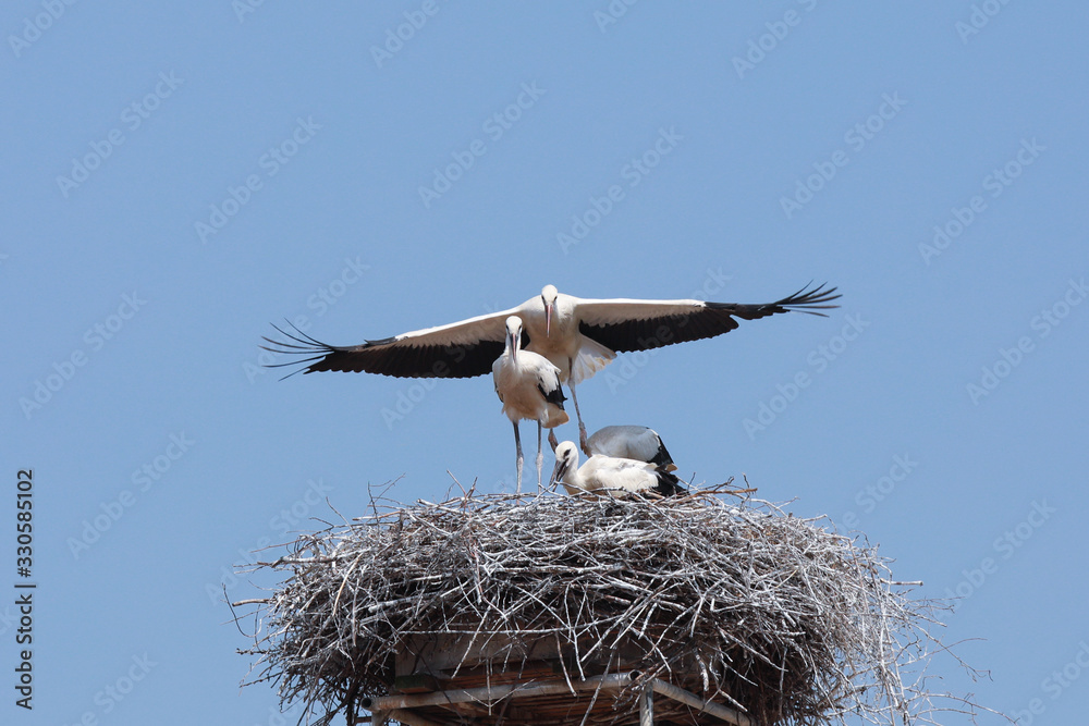 Fliegende Störche mit Jungtieren im Nest Weißstorch Fliegende Störche mit Jungtieren im Nest Weißstorch