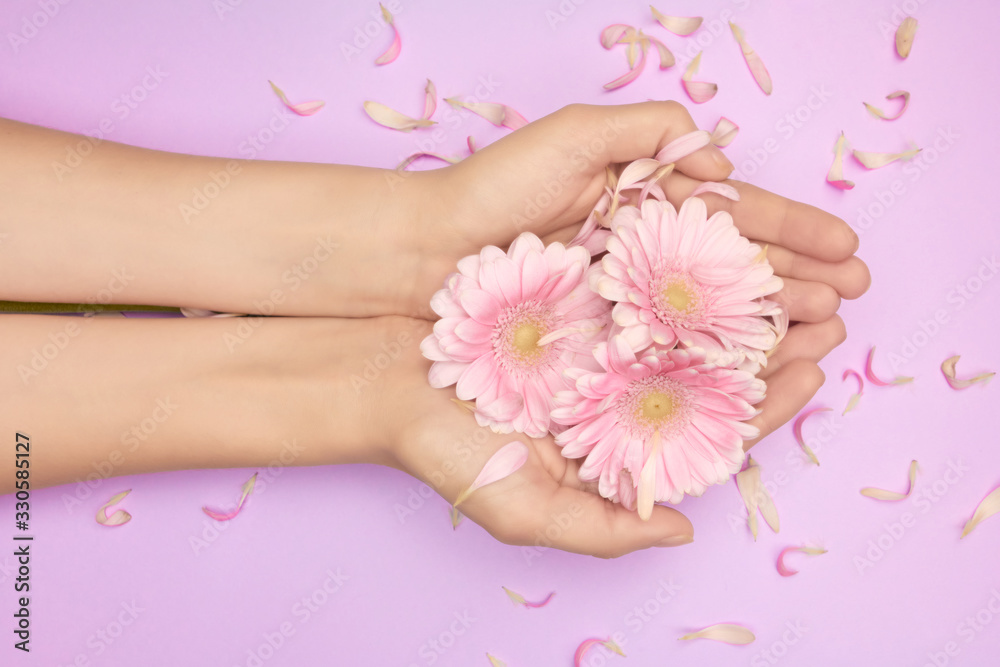 Spring bouquet from gerbera flowers in womans hands on a violet background with small pink petals background. Feel spring concept. Women insights about skin care.