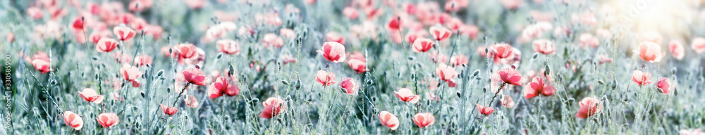 Naklejka premium Selective and soft focus on red poppy flowers, flowering wild poppy flower in meadow