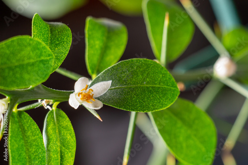 Beautiful scenery, a blooming sprig of citrus plant Faustrimedin, finger or caviar lime, with small white flowers, green leaves and thorns. Indoor citrus tree growing. Close-up