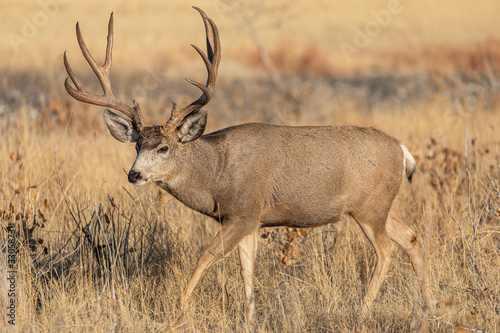 Mule Deer Buck in Colorado During the Rut in Autumn