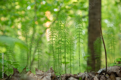 green horsetail sprouts in spring forest