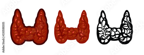 Thyroid gland vector isolate on a white background. Color image and monochrome icon. A series of illustrations on the internal organs. Anatomy.