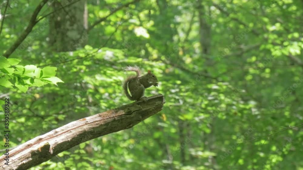 squirrel, on tree
squirrel, on tree