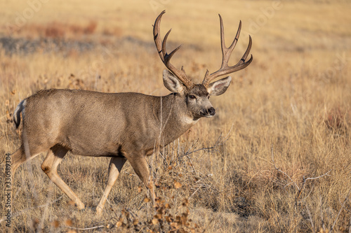 Mule Deer Buck in Colorado During the Rut in Autumn