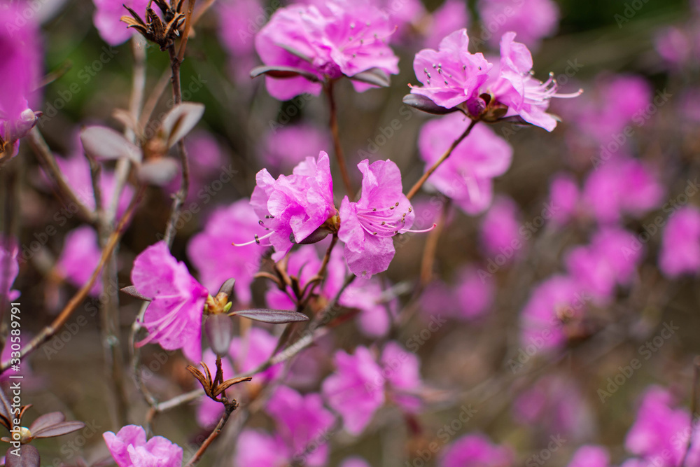 Rhododendron Rhododendron