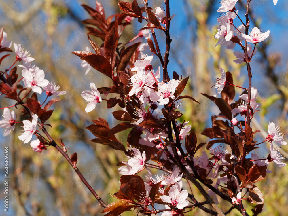 (Prunus cerasifera nigra ou pissardii) Prunier myrobolan noir ou ...
