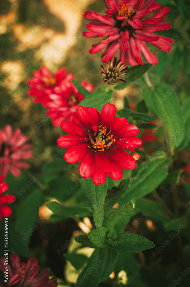 Aster flower blossoms in the garden in summer. Contrast summer background. Copy space Aster flower blossoms in the garden in summer. Contrast summer background. Copy space