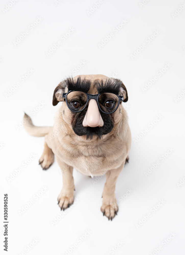 Cute funny pug dog wearing joke glasses with big nose big eyebrows and moustache Stock Foto Adobe Stock