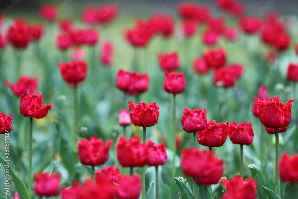 Tulips, beautiful spring flowers