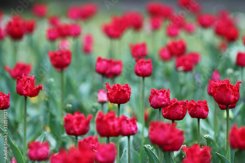 Tulips, beautiful spring flowers