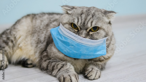 Medical mask for cat. Virus protected cat. Isolated cat at home.