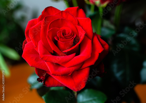 red rose flower on a background of green leaves