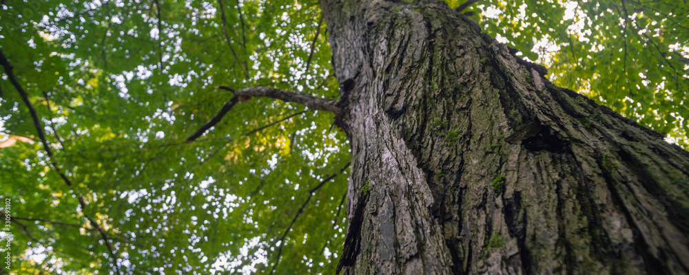 large trees in a forest with lush green foliage, view from below large trees in a forest with lush green foliage, view from below