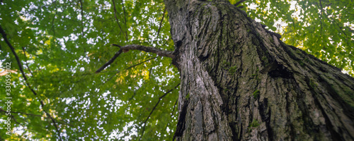 large trees in a forest with lush green foliage, view from below