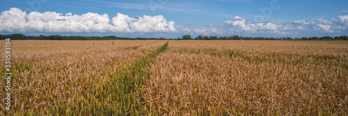 wide field of ripe wheat on a sunny day