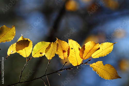 colorful autumn leaves in forest, blue background