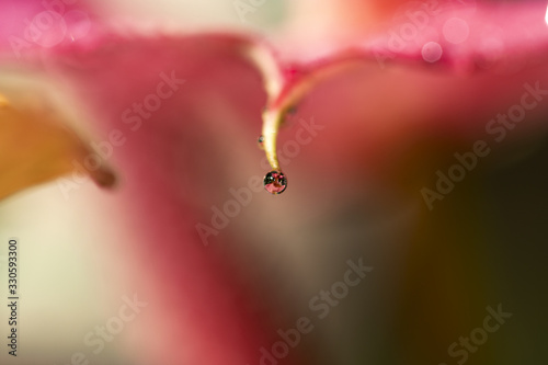 water drops on red flower