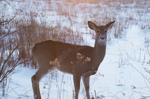 Winter deer
