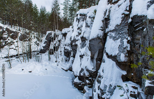 Winter forest