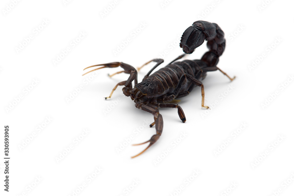 African venom Scorpion isolated on white background African venom Scorpion isolated on white background