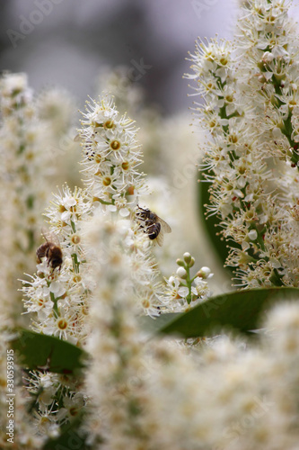 white spring flowers