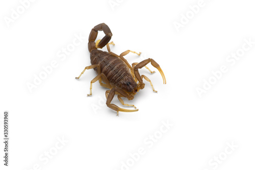 African venom Scorpion isolated on white background © Dmitry