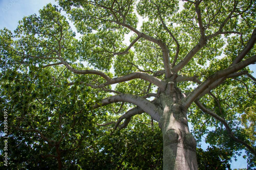 Fototapeta premium Big Tree, outstanding, tall