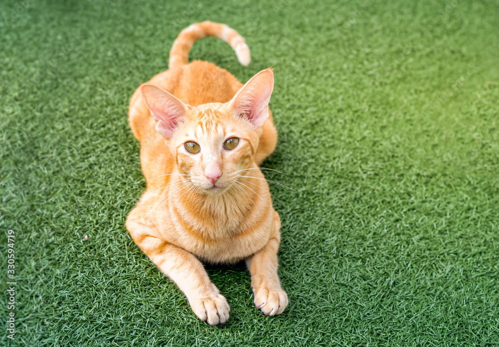 Oriental red cat with big ears, clear eyes and long nose. Photos | Adobe  Stock